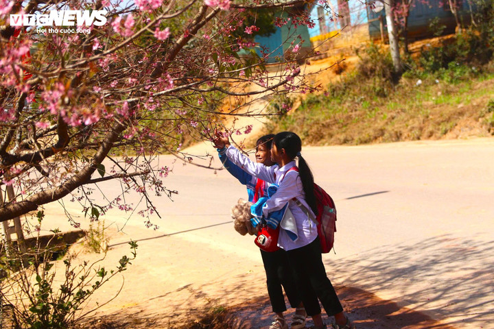 Những hàng mai anh đào bung nở không chỉ tạo cảnh quan đặc sắc mà còn góp phần hình thành sản phẩm du lịch theo mùa, thu hút du khách.