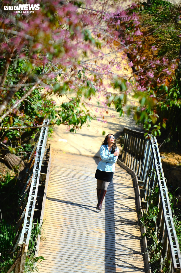 Chị Trần Phương Anh (du khách đến từ Nha Trang), cho biết chị rất yêu thích loài hoa này. "Hàng năm, mỗi khi mai anh đào nở, tôi đều đến với Đà Lạt và lang thang khắp nơi để chụp ảnh kỷ niệm. Tôi rất thích sự bình yên ở những bản làng ngoại ô Đà Lạt. Không khí nơi này dễ chịu, mọi người có thể thoải mái ngắm hoa mà không phải chen lấn, đông đúc", chị Phương Anh chia sẻ.