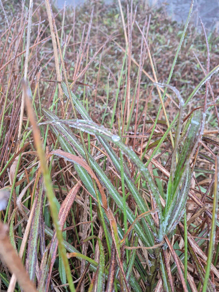 Băng giá mỏng đóng trên các cành cây, ngọn cỏ trên đỉnh Mẫu Sơn. (Ảnh: Hoàng Quốc Huy)