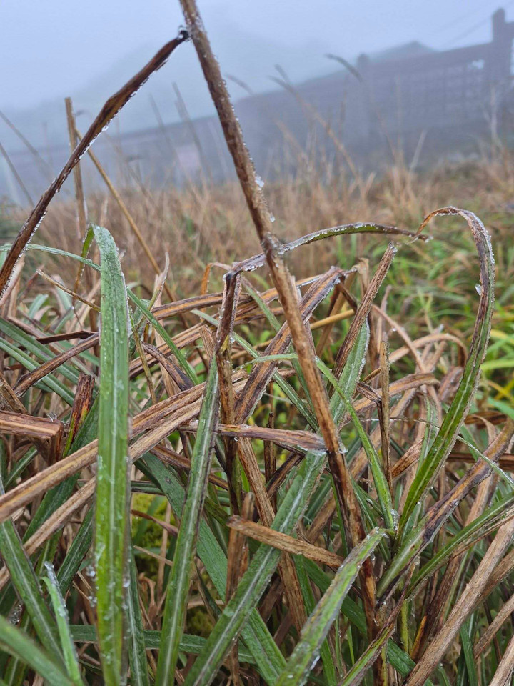 Băng giá mỏng xuất hiện sáng 22/1 tại đỉnh Mẫu Sơn, Lạng Sơn. (Ảnh: Hoàng Quốc Huy)