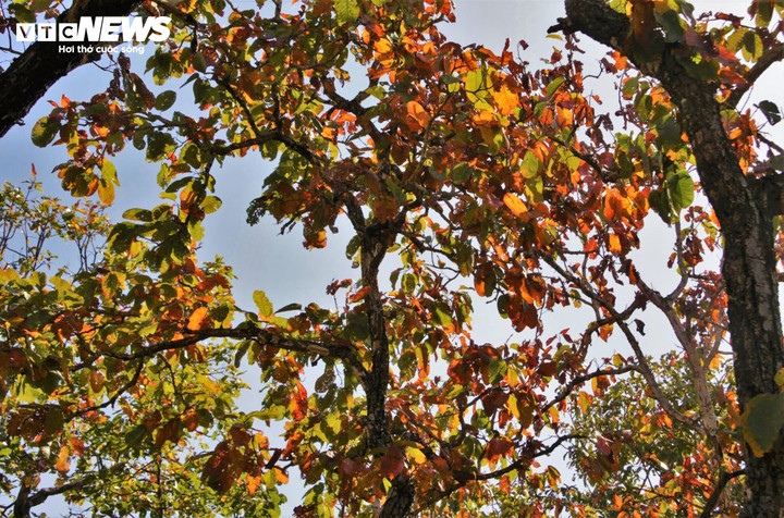 Rừng khộp mùa thay lá không chỉ mang lại cảnh sắc đẹp mắt mà còn tạo ra một không khí trong lành, dễ chịu cho những ai yêu thích khám phá và tìm hiểu thiên nhiên.