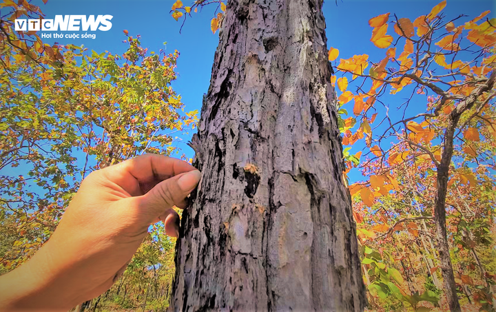 Không chỉ có lá đổ, đây cũng là giai đoạn cây rừng lột đi lớp vỏ cũ sần xì để phát triển thêm. Đây cũng là lúc lực lượng của Vườn Quốc gia sẽ đốt thảm thực bì để phòng chống cháy rừng, các lớp vỏ trên các thân cây sẽ khô dần, nứt nẻ, lửa cháy đến đâu thì vỏ cây sẽ bong ra và rụng đến đó. Đây cũng là cách tự vệ của các loài thực vật sinh sống trong Vườn Quốc gia Yok Đôn.
