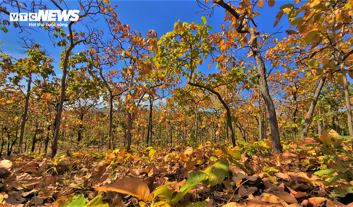 Dưới mặt đất là những lớp lá khô xào xạc, rụng phủ kín lối đi tạo thành một thảm vàng óng ả.