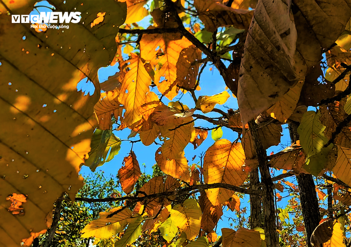 Ông Vũ Đức Giỏi, Phó Giám đốc Trung tâm Giáo dục môi trường và Dịch vụ Vườn Quốc gia Yok Đôn cho biết, nơi đây có hệ sinh thái đặc trưng là rừng thưa cây lá rộng, rụng lá nhiệt đới hay còn gọi là rừng khộp. Rừng ở đây chủ yếu là cây có dầu, có khả năng chịu hạn tốt vào mùa khô Tây Nguyên, tạo ra hệ sinh thái rất đặc trưng.