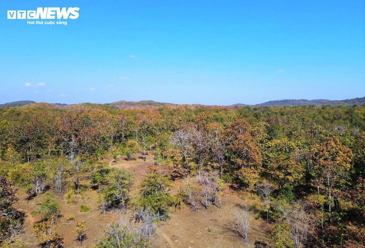 Khi mùa khô đến, cây khộp sẽ bắt đầu rụng lá, để lại một không gian rộng lớn với những cánh rừng trần trụi, sau đó là những tán lá mới xanh tươi. Sự thay đổi này mang đến một vẻ đẹp độc đáo, thu hút du khách tìm đến để chiêm ngưỡng.