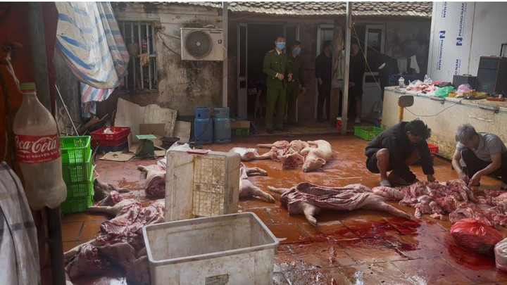 Hiện trường cơ sở giết lợn bệnh để tiêu thụ.