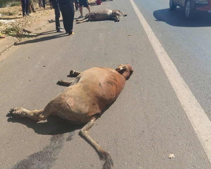 3 con bò của người dân bị tông chết.