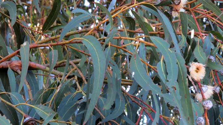 Lá bạch đàn (khuynh diệp) dùng hỗ trợ điều trị một số triệu chứng hô hấp.