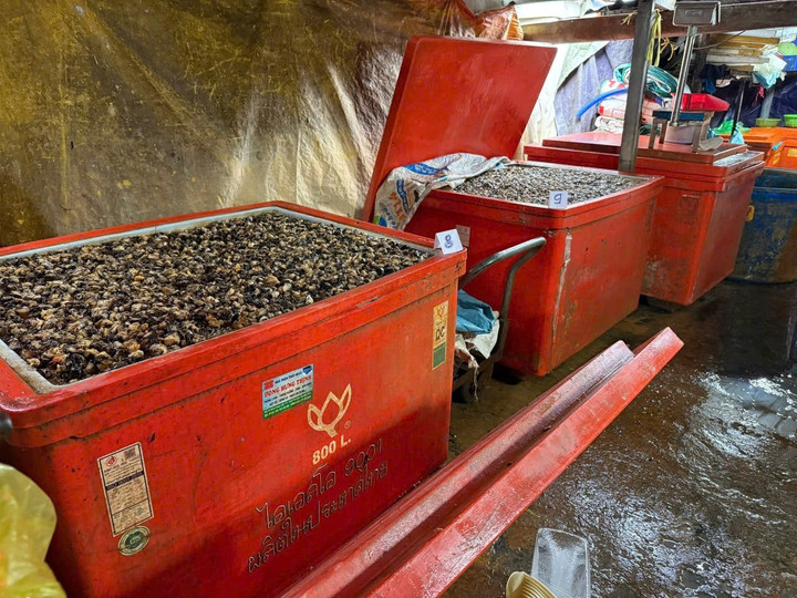 Đường dây dùng hóa chất xây dựng ngâm thịt ốc ở TP.HCM hoạt động nhiều năm, đưa hơn 3.000 tấn thịt ốc ngâm hóa chất bán ra thị trường. (Ảnh: CACC)