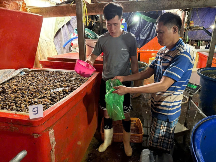 Tại thời điểm kiểm tra, hơn 3 tấn thịt ốc bươu bị phát hiện đã ngâm trong dung dịch hóa chất natri silicate. (Ảnh: CACC)