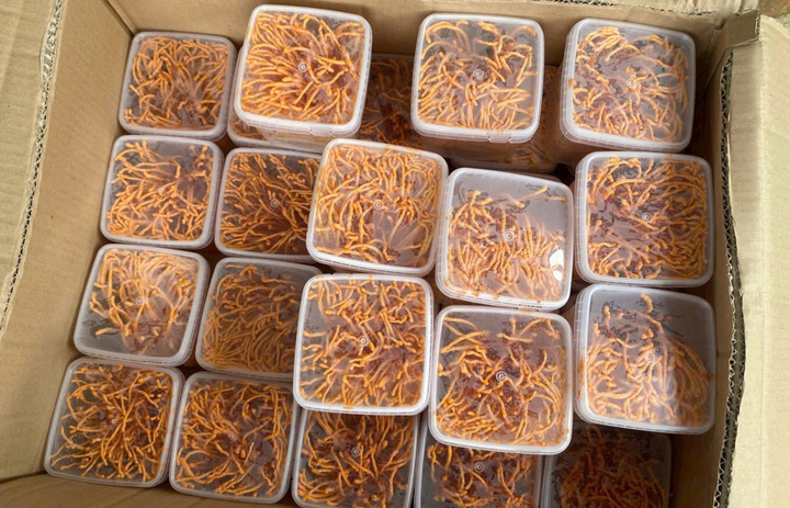 Đông trùng hạ thảo tươi được bán số lượng lớn với giá 25.000 - 35.000 đồng/hộp 200 gam.