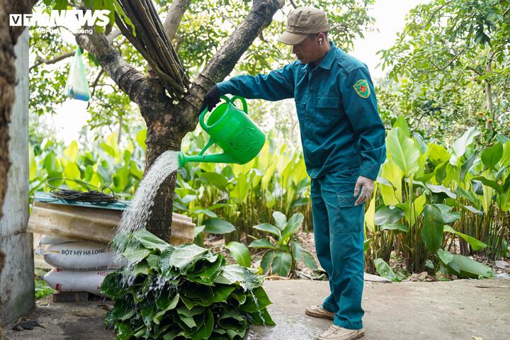 Làng lá dong vào vụ thu hoạch Tết, người trồng 'hái tiền' mỏi tay - 10