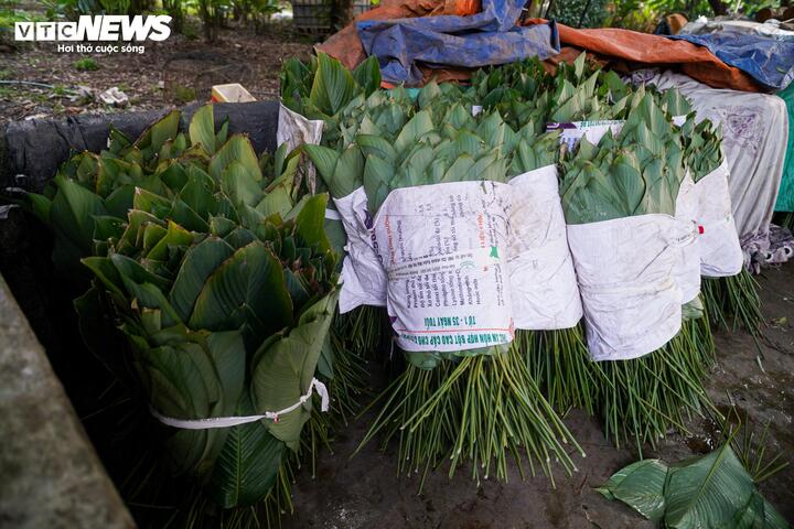 Sau khi được làm sạch, từng bó lá dong được đem ủ nhằm giữ độ tươi và màu xanh trước khi xuất bán ra thị trường.