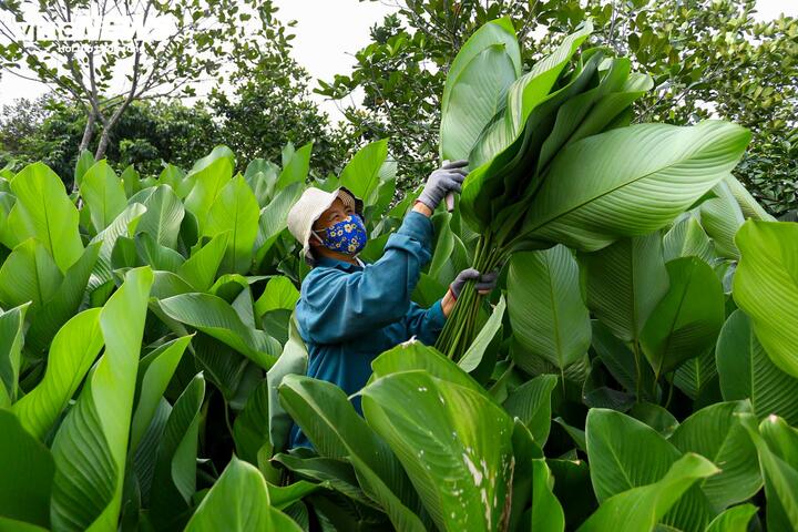 Những ngày này, làng Tràng Cát lúc nào cũng đông người ở vườn để hái lá dong.