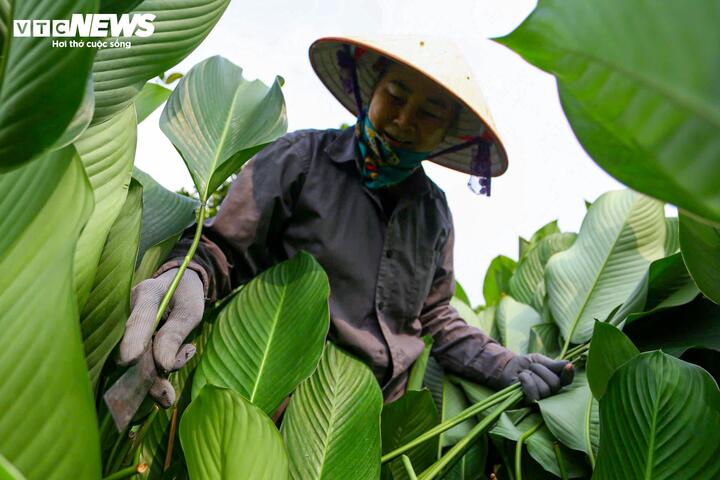 Làng lá dong vào vụ thu hoạch Tết, người trồng 'hái tiền' mỏi tay - 5