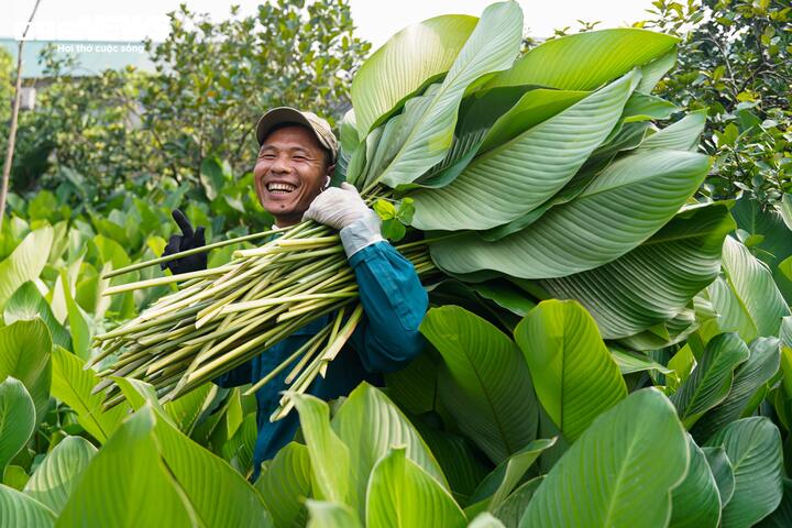 Mỗi ngày, người dân có thể thu hoạch 6.000 - 10.000 lá. Lá dong loại to, đẹp có giá 130.000 - 250.000 đồng/bó 100 lá, trong khi loại nhỏ dao động 60.000 - 80.000 đồng/bó 100 lá.