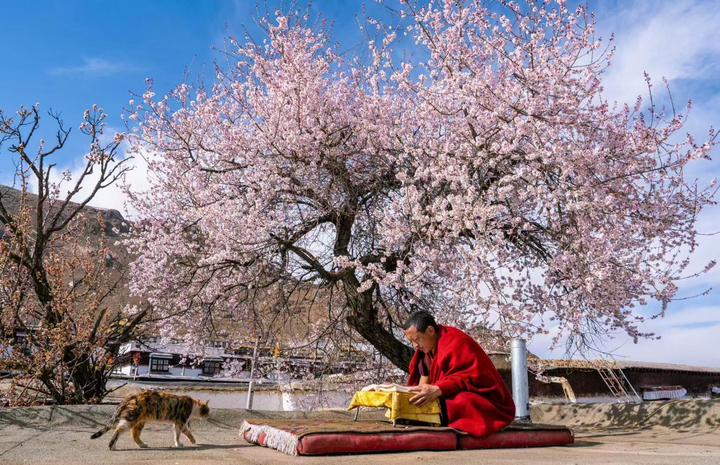 Chư tăng là người đại diện cho ý thức của tăng đoàn. Lễ cầu an chỉ là hình thức sinh hoạt cộng đồng chứ không thể giải nghiệp. (Ảnh: Tibet Visa)