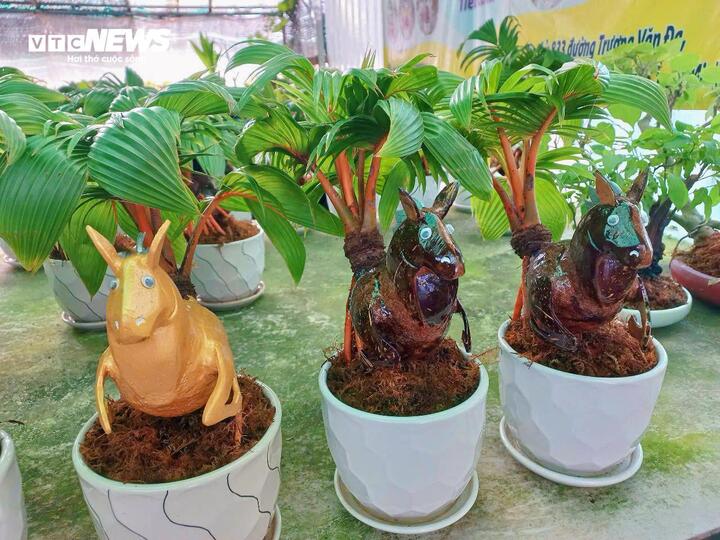 Mỗi tác phẩm dừa bonsai được tạo tác thủ công, đòi hỏi nhiều thời gian và công chăm sóc.