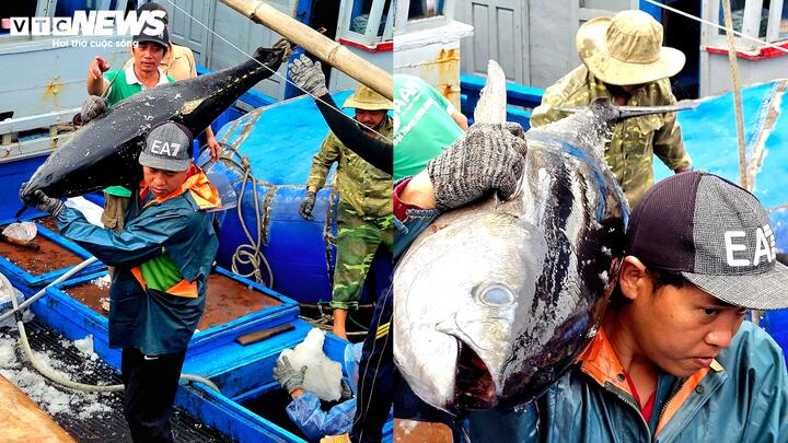 Ông Nguyễn Văn Tuệ cho biết, so với những năm trước, vụ cá năm nay tương đối thuận lợi, nhiều tàu có lãi, đủ điều kiện lo Tết cho gia đình và anh em thuyền viên.