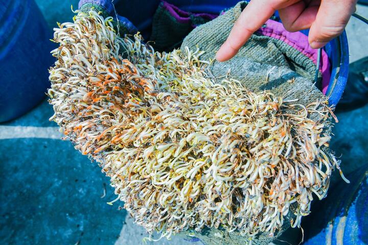 Sau hơn 1 tháng kể từ khi phát hiện, số giá đỗ ngâm hóa chất vẫn cơ bản còn tươi.