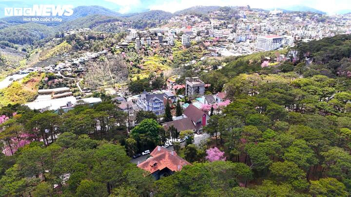 Vẻ đẹp như tranh vẽ của Đà Lạt mỗi độ hoa mai anh đào bung nở.