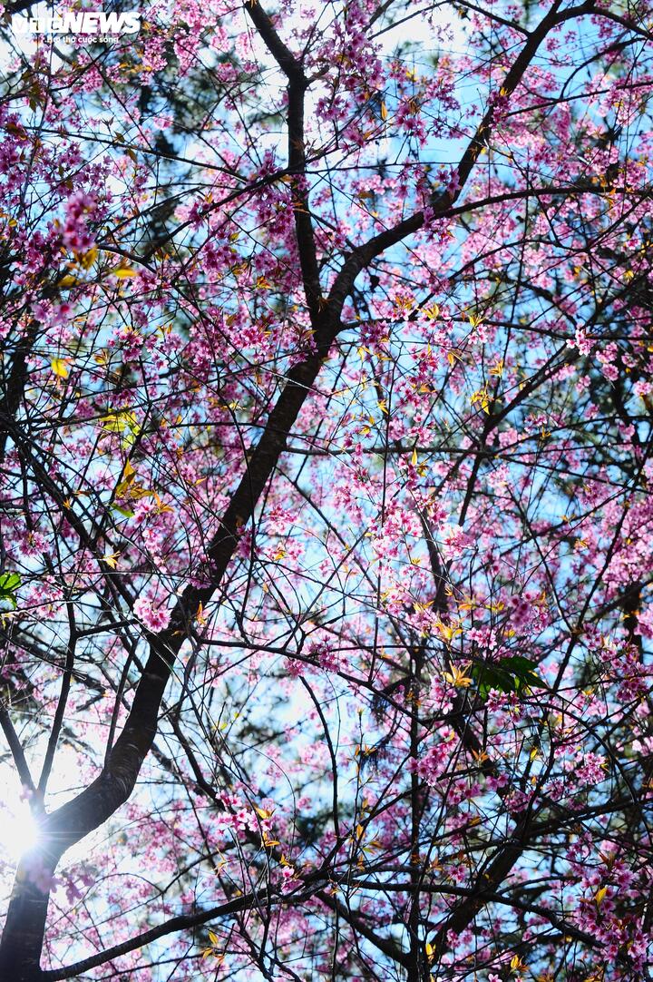 Mai anh đào mang vẻ đẹp nhẹ nhàng và thanh lịch. Dưới nắng ấm, từng cánh hoa hồng tươi tỏa sắc lung linh khiến người người thích thú, say mê. Những ngày này, bầu trời Đà Lạt nhuộm thắm bằng màu hoa xinh xắn này và gieo vào lòng du khách nỗi mến yêu, thương nhớ đến kỳ lạ.