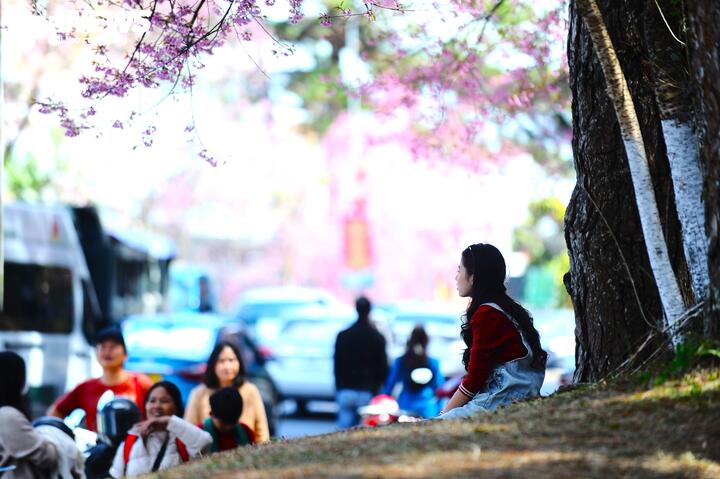 Nhiều người vui đùa rằng, lúc này chỉ cần ở Đà Lạt, dù đứng hay ngồi cũng đều có ảnh đẹp.