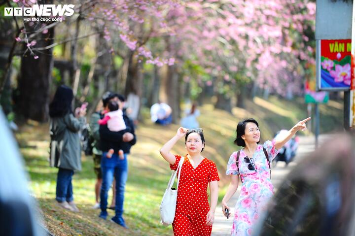 Chị Trần Thanh Thủy (du khách đến từ TP.HCM) cho biết đây là lần đầu tiên chị được ngắm nhìn hoa mai anh đào nở rộ và đẹp đến như vậy. "Tôi cảm thấy hạnh phúc vì được ngắm nhìn hoa mai anh đào nở nhiều đến vậy. Khi vừa đặt chân đến đây, tôi không thể nào giấu được cảm xúc. Hoa và cảnh quá đẹp!", chị Thủy chia sẻ.