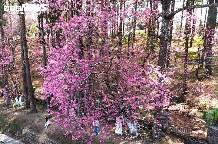 Từ bao năm nay, hoa mai anh đào vẫn lặng lẽ vươn mình bên dưới những hàng thông xanh mướt. Đó như một mối tình đẹp mà xứ sở này gieo vào lòng du khách và mong muốn tình yêu đó mãi mãi trường tồn.