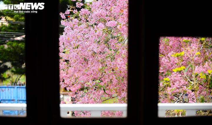 Từ bên khung cửa nhìn ra, mùa xuân bỗng chốc ùa đến một cách lặng lẽ. Từng nhành hoa, làn gió đem đến sự yên bình cho người dân Đà Lạt sau cánh cửa xô bồ ngoài kia khiến ai nấy cũng yêu và nhớ khi đặt chân đến mảnh đất này.