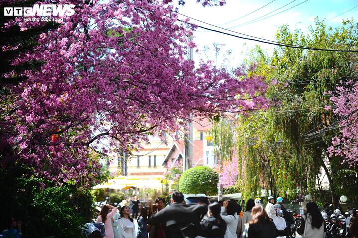 Những góc phố rực rỡ tại Đà Lạt đã làm biết bao trái tim thổn thức.