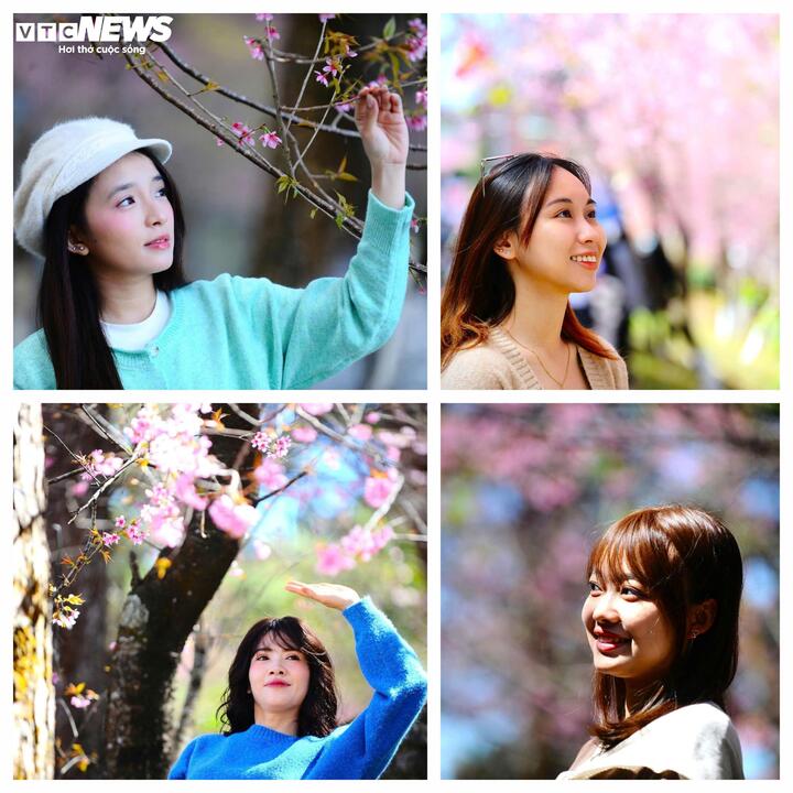 Với thời tiết đẹp, nắng ráo như hiện nay, du khách dễ dàng có được những hình ảnh đẹp với hoa mai anh đào tại Đà Lạt.