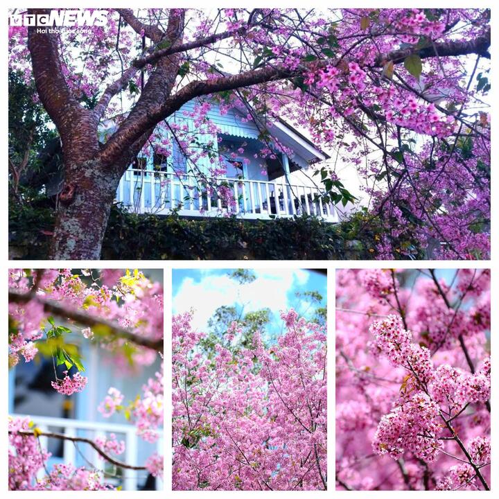 Bên những hiên nhà gỗ xinh xắn, từng cụm hoa mai anh đạo nở rực điểm xuyến thêm cho không gian nét duyên dáng, dịu êm của xứ sở ngàn hoa.