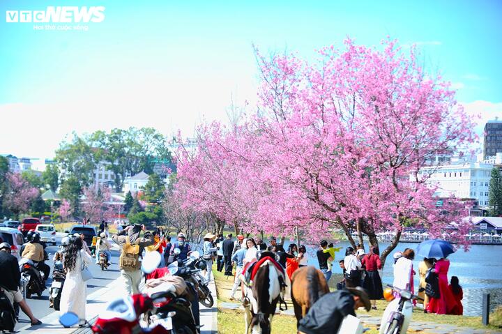Tại hồ Xuân Hương, từng đoàn người náo nức đổ về để ghi lại những khoảnh khắc đẹp với mai anh đào.