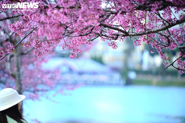 Mai anh đào nở rộ quanh hồ Xuân Hương mang đến cho du khách không gian thơ mộng và bình yên. Nếu đến Đà Lạt, bạn hãy thử ghé qua nơi này và ngắm nhìn những bông hoa nhỏ xinh reo ca trong gió. Cảm giác rất nhẹ nhàng và thư giãn.