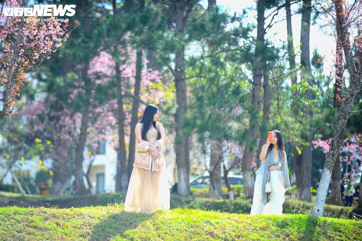 Tại các đồi thông dọc các con đường lớn quanh Đà Lạt, hoa mai anh đào cũng nở rộ khắp nơi.