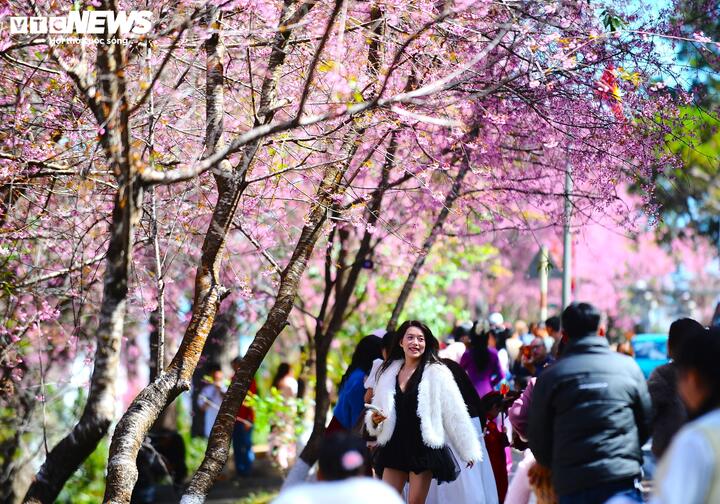 Những ngày này, hoa mai anh đào nở rộ ở nội ô Đà Lạt (Lâm Đồng), nổi bật nhất là tuyến Trần Hưng Đạo đoạn qua khu biệt thự Cadasa Resort. Tại đây, đông đảo du khách đổ về ngắm hoa, check-in tạo thành điểm hẹn rất náo nhiệt.