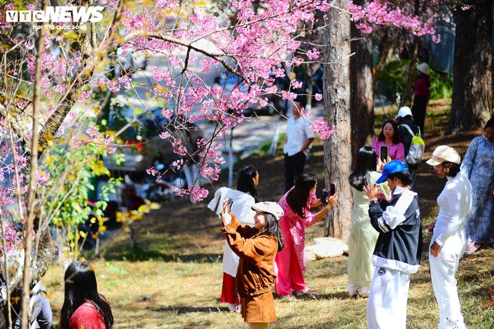 Theo đánh giá của nhiều người, mai anh đào năm nay tại Đà Lạt có màu sắc rực rỡ, tươi thắm hơn các năm trước. Điều đặc biệt hơn nữa là năm nay hoa nở đều và sum suê. Hoa buông cành từ trên xuống vừa tầm với của du khách nên mọi người dễ dàng chụp ảnh, ngắm nhìn.