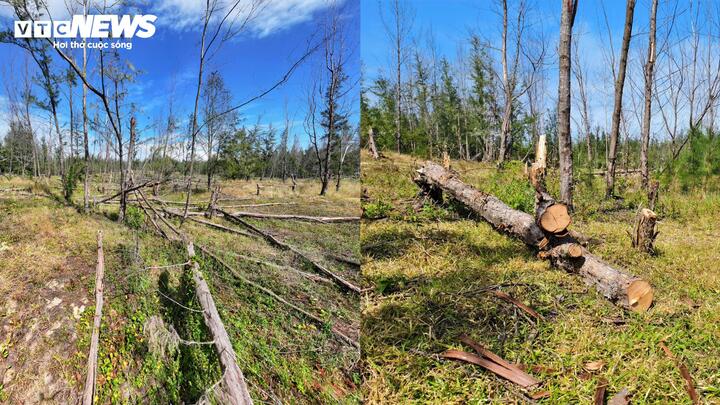 Bên trong rừng dương chết khô là dấu hiệu của bàn tay con người khai thác, cưa tiện, chặt gốc.