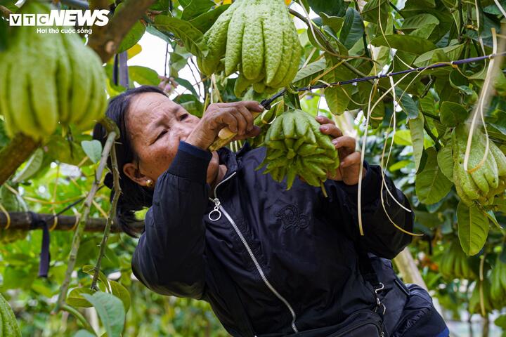 Mất mùa do bão lũ, phật thủ tăng giá mạnh dịp Tết Nguyên đán 2026 - 8