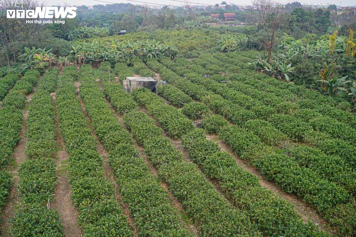 Những ngày cận Tết, các vườn phật thủ ở Đắc Sở (xã Dương Hòa, Hà Nội) rộn ràng vào vụ thu hoạch, người dân tất bật chuẩn bị nguồn hàng phục vụ thị trường. Tuy nhiên năm nay, nguồn hàng đẹp khá khan hiếm do bị ảnh hưởng bởi bão lũ.