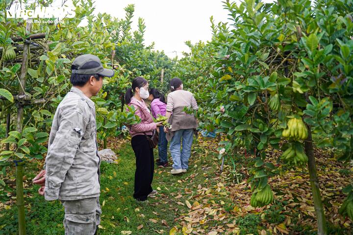 Mất mùa do bão lũ, phật thủ tăng giá mạnh dịp Tết Nguyên đán 2026 - 16