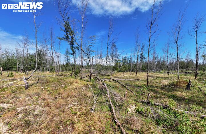 Đi sâu vào rừng ra phía biển, hàng loạt cây dương đang chết dần, có cây đã khô từ lâu trơ cành khẳng khiu, số khác đang rũ ngọn.