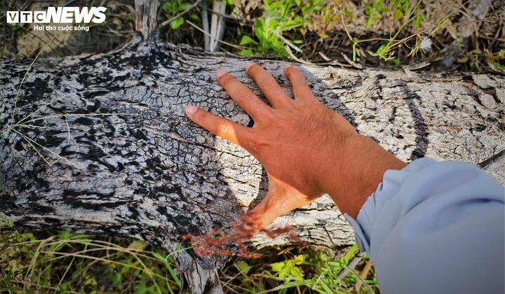 Một thân cây dương đường kính gần 30cm bị đốn hạ.