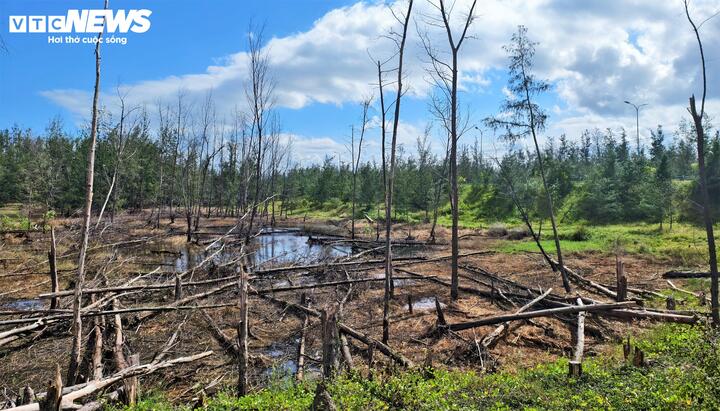 Giữa những vùng nước đọng đen ngòm, hàng trăm cây dương chết rạp, tiện gốc.