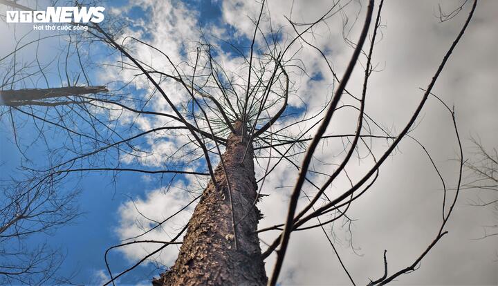 Từng vệt rừng với những thân cây có đường kính từ 10-25 cm chuyển sang màu vàng úa, xám xịt, rũ ngọn đỏ quạch và rồi trụi lá.