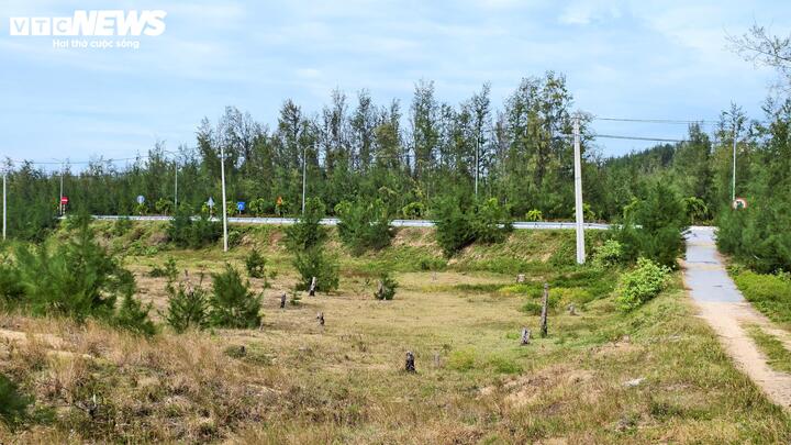 Diện tích rừng dương bị chết cháy cách đây hơn 2 năm giờ thành khoảnh đất trống mênh mông.