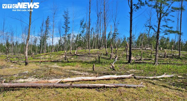 Trên những đồi cát khô ráo, màu xanh cũng dần bị thay bằng màu chết chóc.