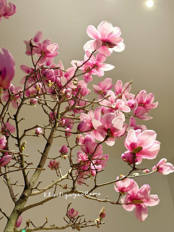 Vì sao hoa mộc lan thành trào lưu sốt xình xịch trên mạng dịp Tết Bính Ngọ? - 2