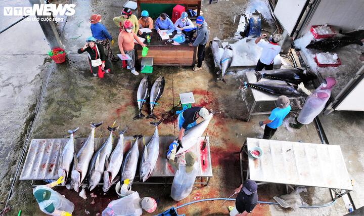 Hàng nghìn con cá ngừ đại dương với thân mình tròn lẳn, lấp lánh ánh bạc nặng từ 40 - 60 kg/con được tập trung tại bờ, xếp từng hàng dài chờ kiểm định chất lượng, sau đó sẽ được phủ đá lạnh, lên xe đi mọi miền tổ quốc hoặc đi thẳng ra sân bay để đến với các thị trường khó tính như Nhật Bản, Mỹ và EU.